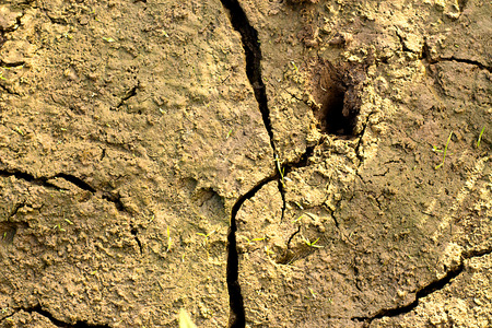 Drought-prone soil with green young shoots. Enviroment theame.の写真素材