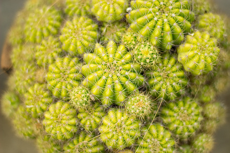 Family of cacti in one pot in top view in a gardenの写真素材