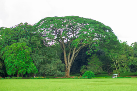 A huge tree in the Botanical Garden in Kandy city Sri Lankaの写真素材