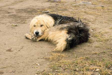 Huge dog tired and lay down to rest on groundの写真素材