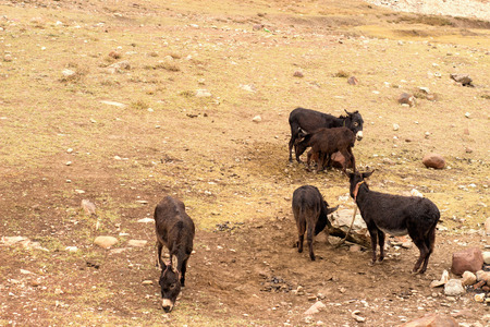 Little donkeys graze in the meadow. Five animals stand on a brown meadow.の写真素材