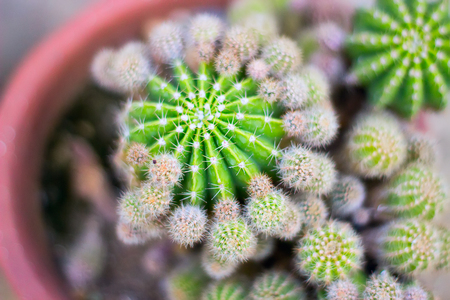 Family of large and small cacti in one pot. Botanical concept.の写真素材