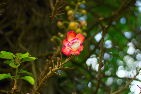 Single flower of brazilwood on a branch with green leaves. Macro shot.の写真素材