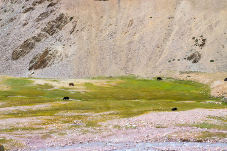 Several adult yaks graze in the Himalayan mountains by the river. Wildlife Conservation Concept.の写真素材