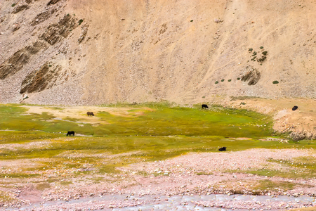 Several adult yaks graze in the Himalayan mountains by the river. Wildlife Conservation Concept.の写真素材