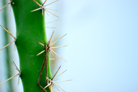 Macro needles of cactus on a blue background. The concept of danger.の写真素材