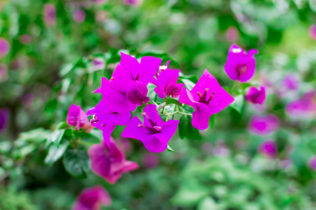 Bougainvillea flowers on a branch close up on a growth bushの写真素材