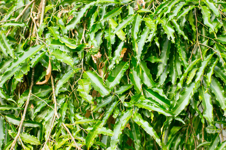 Wall of wavy green leaves on the branches. Background concept.の写真素材