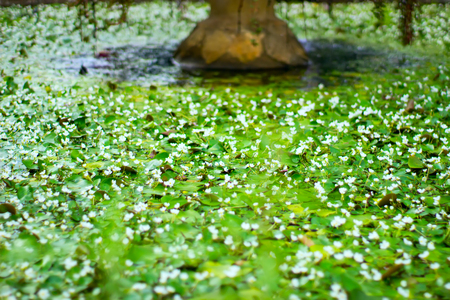 Many small leaves of water lilies in the fountain create a natural pattern.の写真素材
