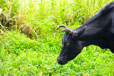 The cow eats fresh green grass. Delicious milk will be in the evening. Animal in natureの写真素材