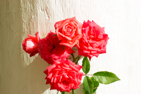 A bouquet of roses in the garden will be the perfect gift for Women Dayの写真素材