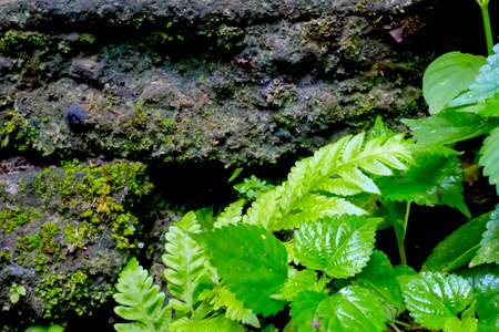 Green fresh organic plants with gray natural stone wall on backgroundの写真素材