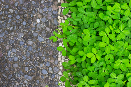 The road of gray stones and flower bed with green plants. Geometric Organic Conceptの写真素材