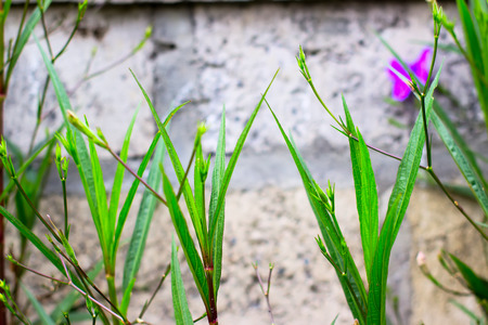Green fresh organic plants on the background of a gray wall with an ornamentの写真素材