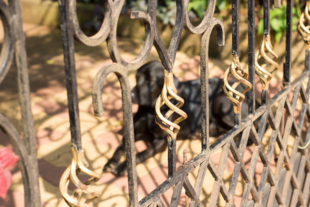 Dog is behind the beautiful fence as a guard of house.の写真素材
