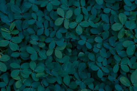 Cover of fresh green plants at night for wallpaper with space for inscriptionsの写真素材