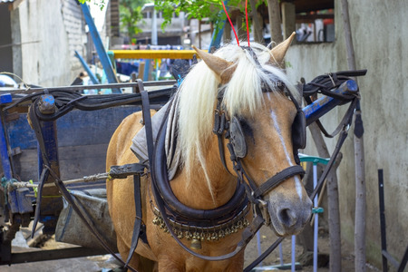 Red horse harnessed to a cart waiting for loading to take to destinationの写真素材