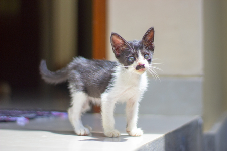 Little black and white kitten on the porch with a mustache like Hitler walking outsideの写真素材