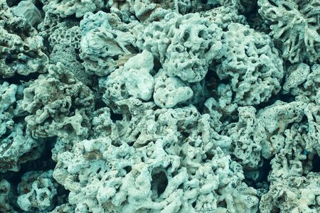 Corals in the blue moonlight. Without plastic and debris. Rarity.の写真素材