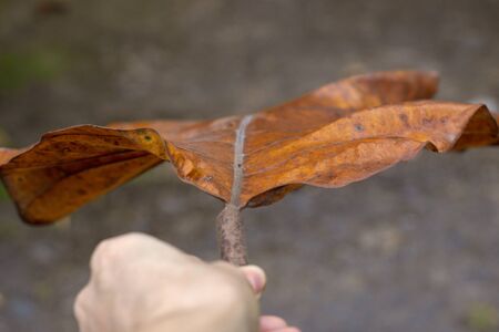 A huge orange-brown leaf fell from a tree in hand. Autumn concept.の写真素材