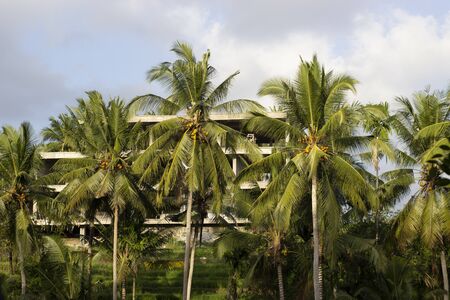 Behind the palm trees a new future hotel is being built in a quiet location in Ubudの写真素材