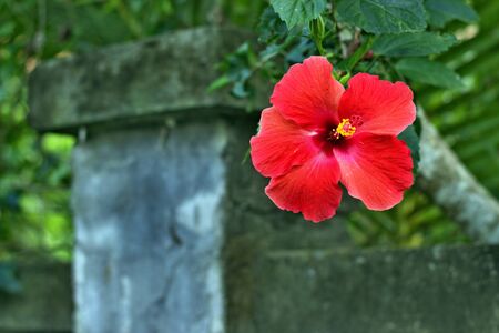 Hibiscus flower in Bali is called Rosella. These flowers are used to make tea that strengthens the immune system and has a good effect on health.の写真素材
