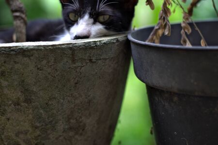 Black and white cat found a cold place on a hot day and hidden from the sun in a flower pot.の写真素材