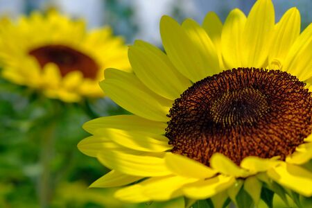 Sunflower close-up with a round brown core and bright yellow petals on which the sun rays fall and beautifully illuminate the flower. In the background, another flower is seen out of focus.の写真素材