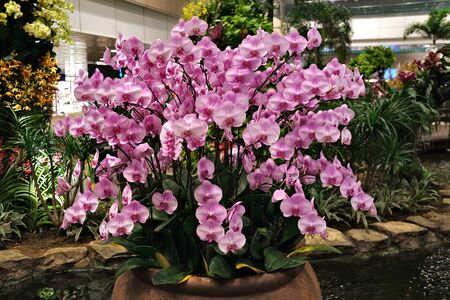 Many flowers orchids violet pink in one pot standing in the water on the background of other greenery inside the building as a decoration. The concept of landscaping inside buildings.の写真素材