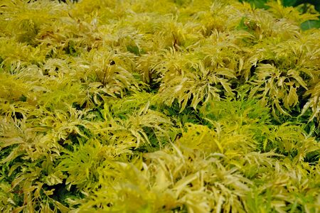 Yellow green grass similar to moss close-up covers the entire area of the photo. Botanical or ecological concept.の写真素材