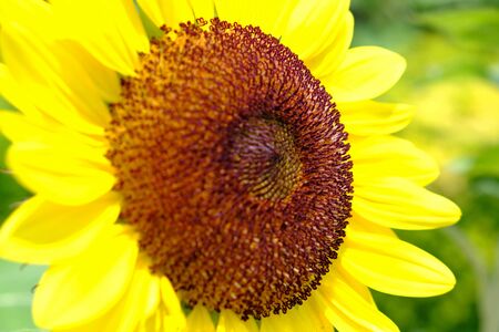 Bright yellow beautiful sunflower with a brown-orange core. Focus on the right part of it, and the left is blurred. The future of sunflower oil.の写真素材
