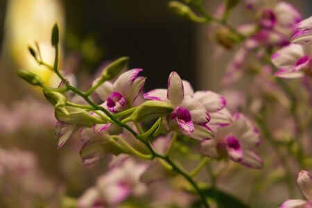 Pink and white orchids on a green branch are blurred for writing text on the picture. For congratulations on March 8 or St Valentine day.の写真素材