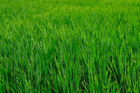 Rice sprouts bushes planted in orderly rows and form one green field. The whole picture is completely filled with green grass.の写真素材