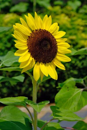 A lone sunflower with bright petals stands out in focus from other sunflowers in the background. Vertical arrangement. Concept pictures for packing of sunflower oil or casinocom.の写真素材