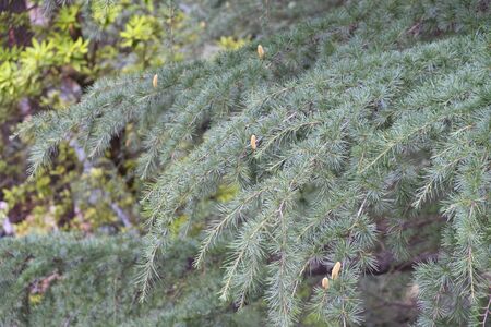 Prickly evergreen needles on the Christmas tree with cones growing up. Beautilul natural concept.の写真素材