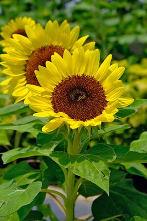 Two close-up sunflowers on a stem with green leaves. Vertical photo.の写真素材