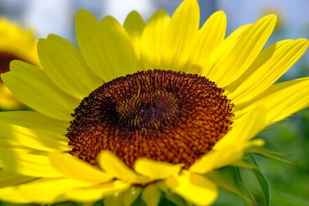 The sun shines on the bright yellow sunflower and the shadow falls. Close-up of the sunflower head.の写真素材