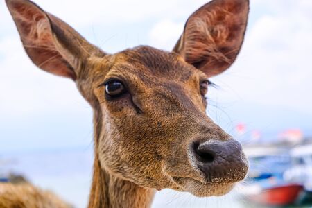 The head of a young deer without horns with boats and the ocean in the background. Brown deer. Focus on the nose and the background is blurred.の写真素材