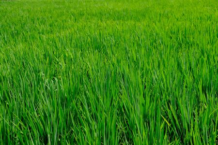 Rice field with a smooth green cover. Rice undergrown bushes close-up.の写真素材