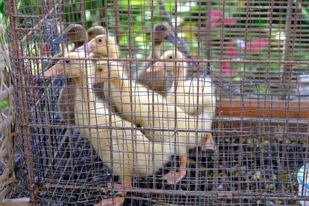 Undergrown yellow ducklings in a cage. Farm concept.の写真素材