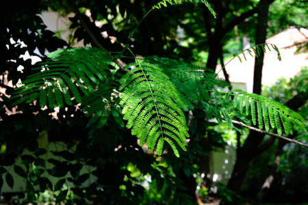 Green lushes of fern in sunny day. Ecological concept.の写真素材