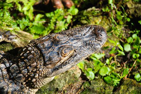 A gator waiting on the shore