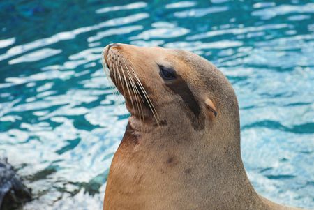 Closeup of a sea lionの写真素材