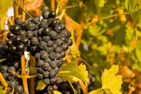 Cloesup of grapes and grapevines in the background