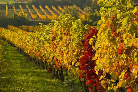 rows of vines in the sunsetの写真素材