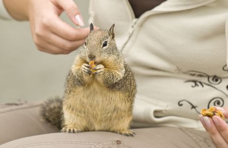 squirrel getting the wrong foodの写真素材