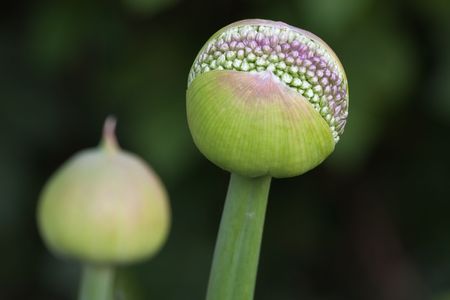 Birth of an allium with selective focusの写真素材