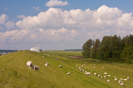 Sheep and windmill at a dike in the Netherlandsの写真素材