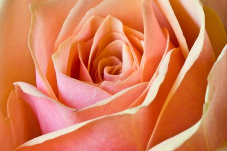 Beautiful roseの写真素材