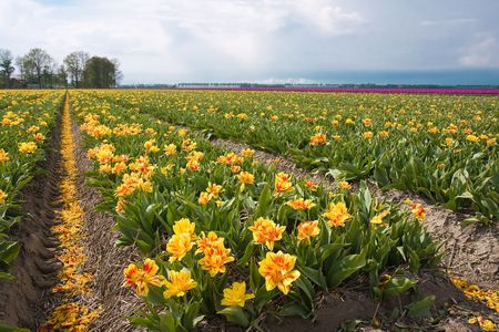 Tulips of the Netherlands